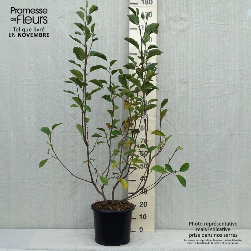 Example of Magnolia denudata Festirose - Yulan-Magnolie Topf mit 7,5L/10L as you get in automne