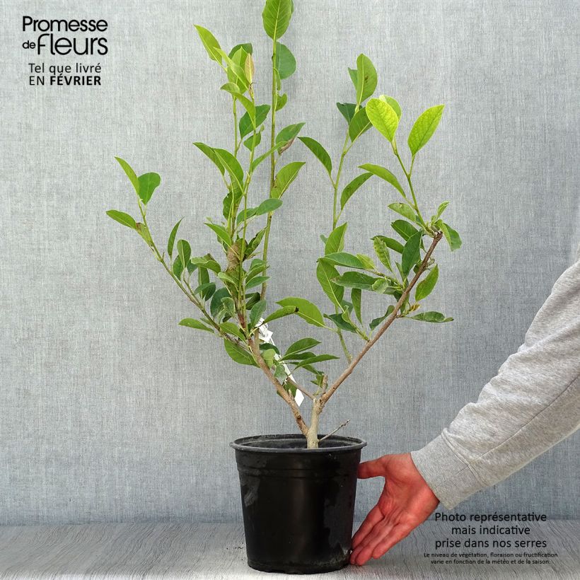 Example of Magnolia denudata Festirose - Yulan-Magnolie Topf mit 4L/5L as you get in automne