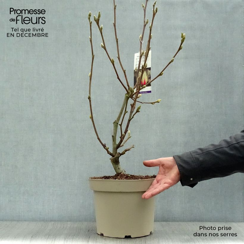 Exemplar von Magnolia denudata Sunrise - Yulan-Magnolie Topf mit 3L/4L wie im Winter geliefert