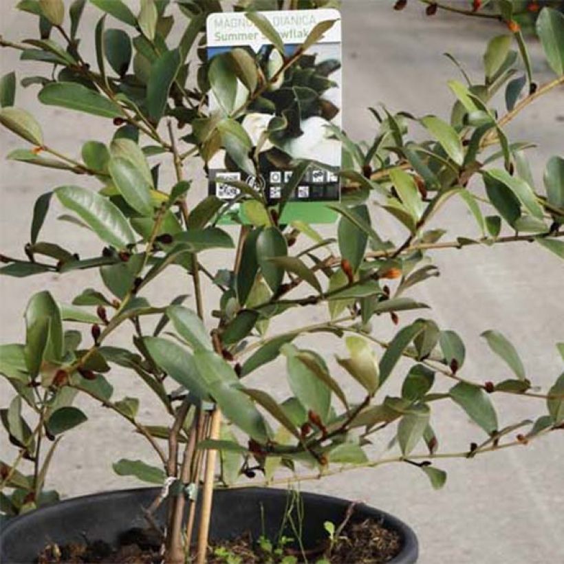 Magnolia dianica Summer Snowflake - Magnolie (Foliage)