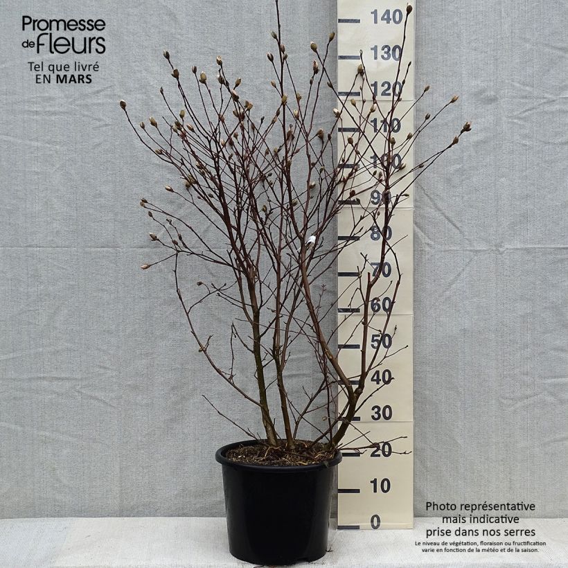 Exemplar von Magnolia stellata Waterlily - Stern-Magnolie Topf mit 7,5L/10L wie im Winter geliefert