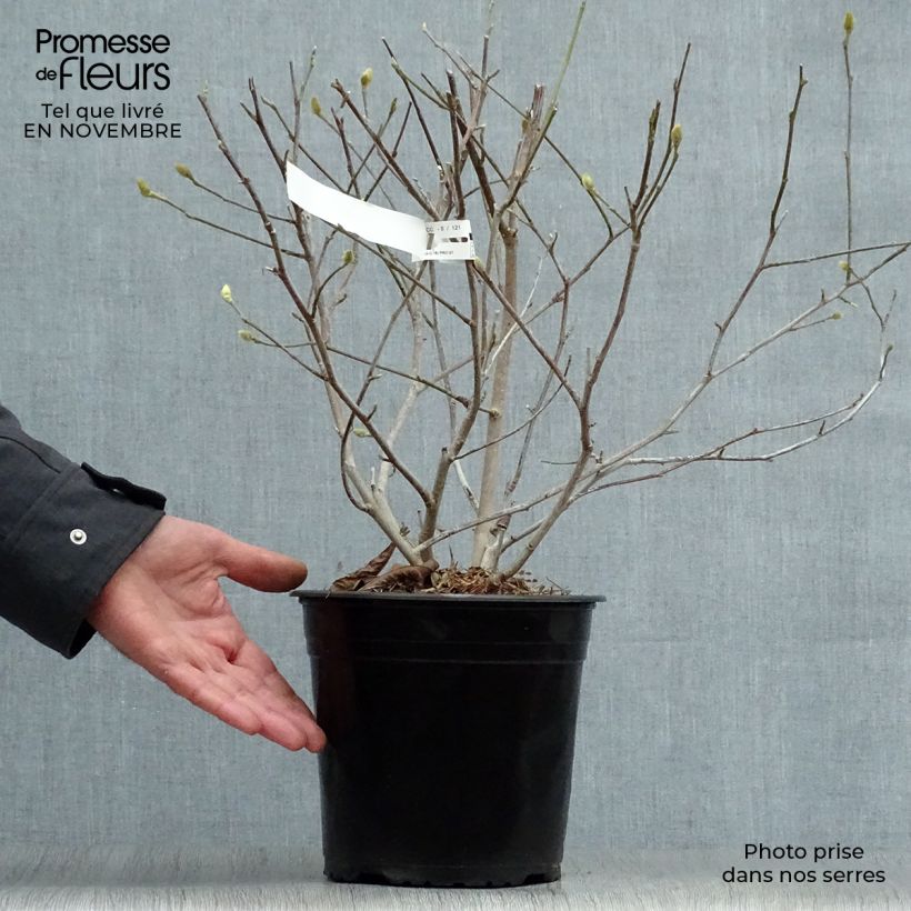 Example of Magnolia stellata Waterlily - Stern-Magnolie Topf mit 4L/5L as you get in automne