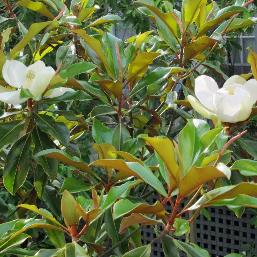 Magnolia grandiflora Bracken's Brown Beauty - Immergrüne Magnolie (Foliage)