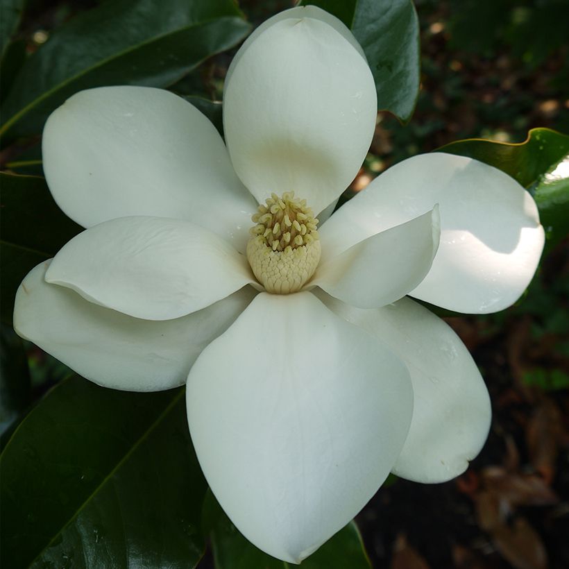 Magnolia grandiflora Bracken's Brown Beauty - Immergrüne Magnolie (Flowering)