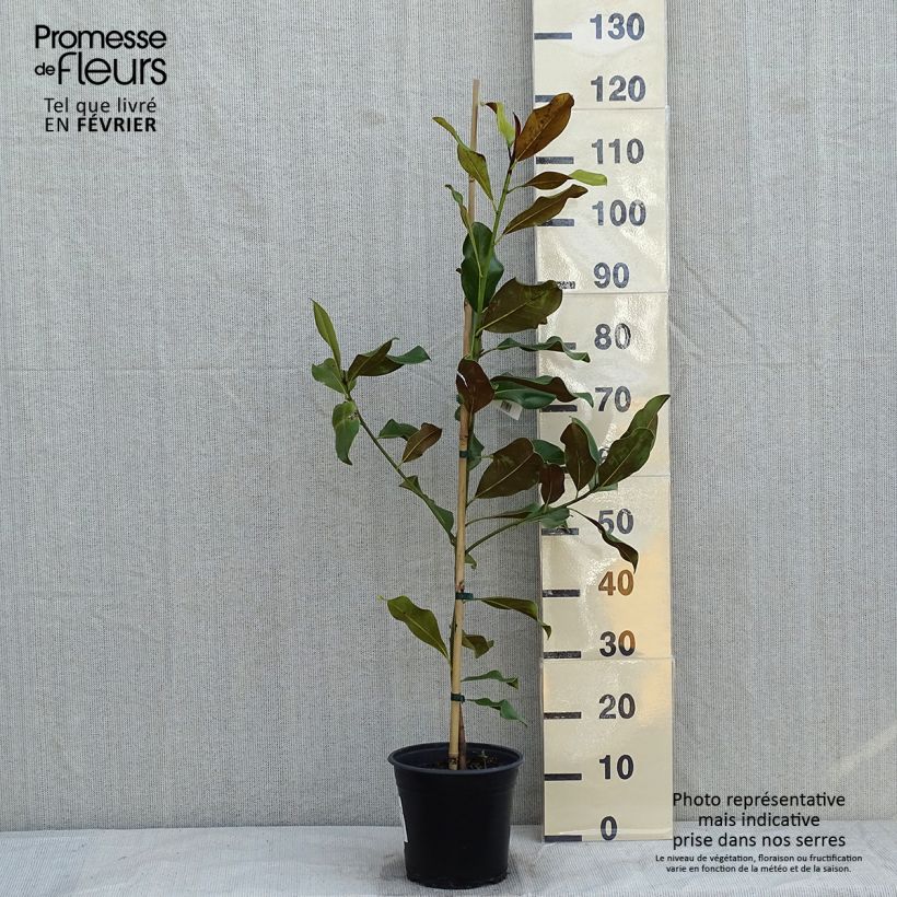 Exemplar von Magnolia grandiflora Bracken's Brown Beauty - Immergrüne Magnolie Topf mit 4L/5L wie im Winter geliefert