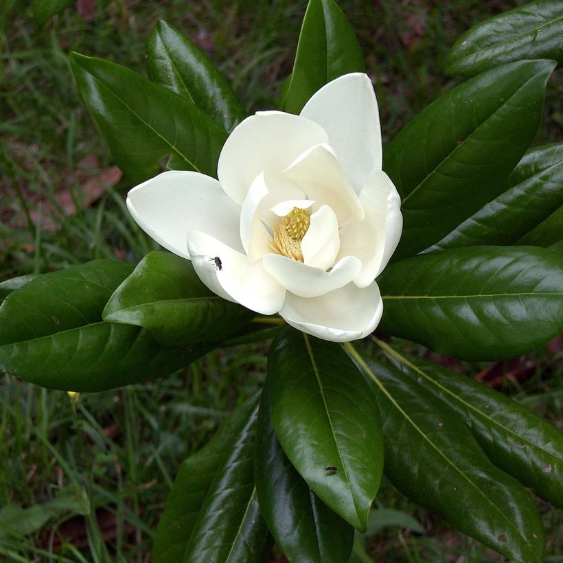 Magnolia grandiflora Ferruginea - Immergrüne Magnolie (Foliage)