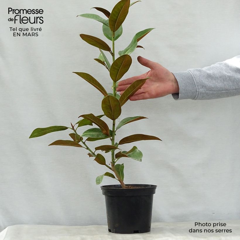 Exemplar von Magnolia grandiflora Ferruginea - Immergrüne Magnolie Topf mit 1,5L/2L wie im Frühjahr geliefert