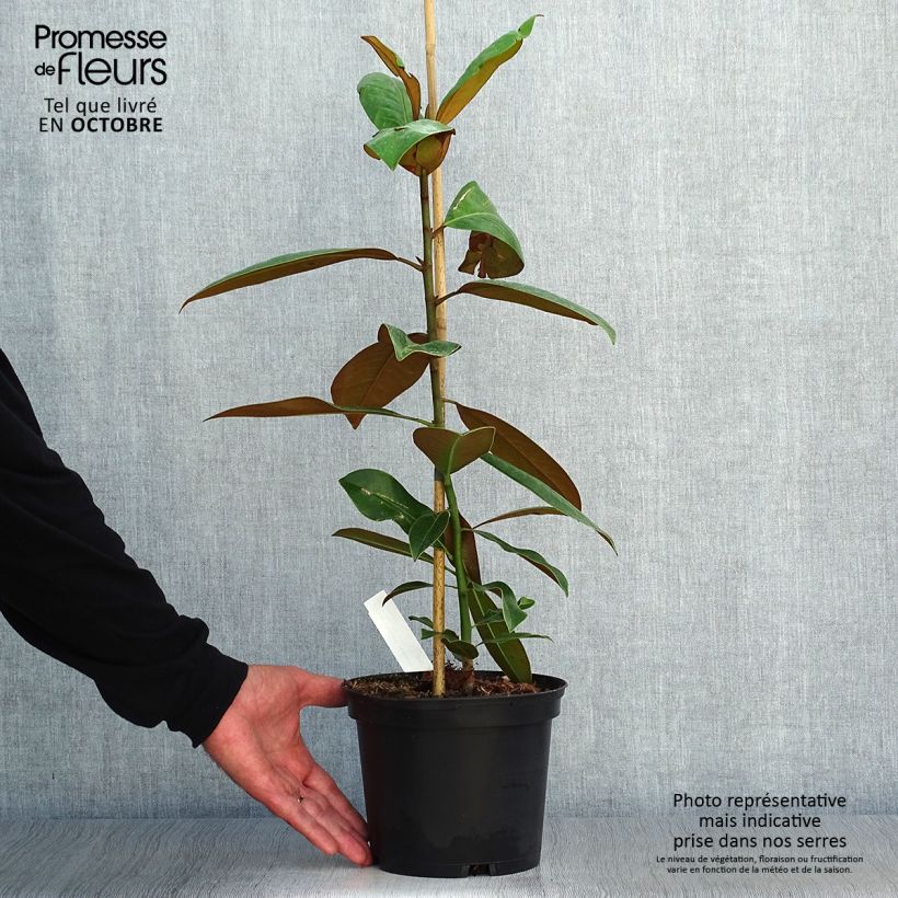 Example of Magnolia grandiflora Ferruginea - Immergrüne Magnolie Topf mit 1,5L/2L as you get in automne