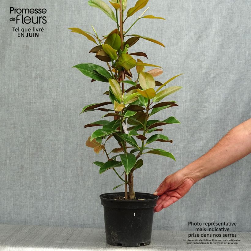 Example of Magnolia grandiflora Galissonière - Immergrüne Magnolie Topf mit 4L/5L as you get in ete