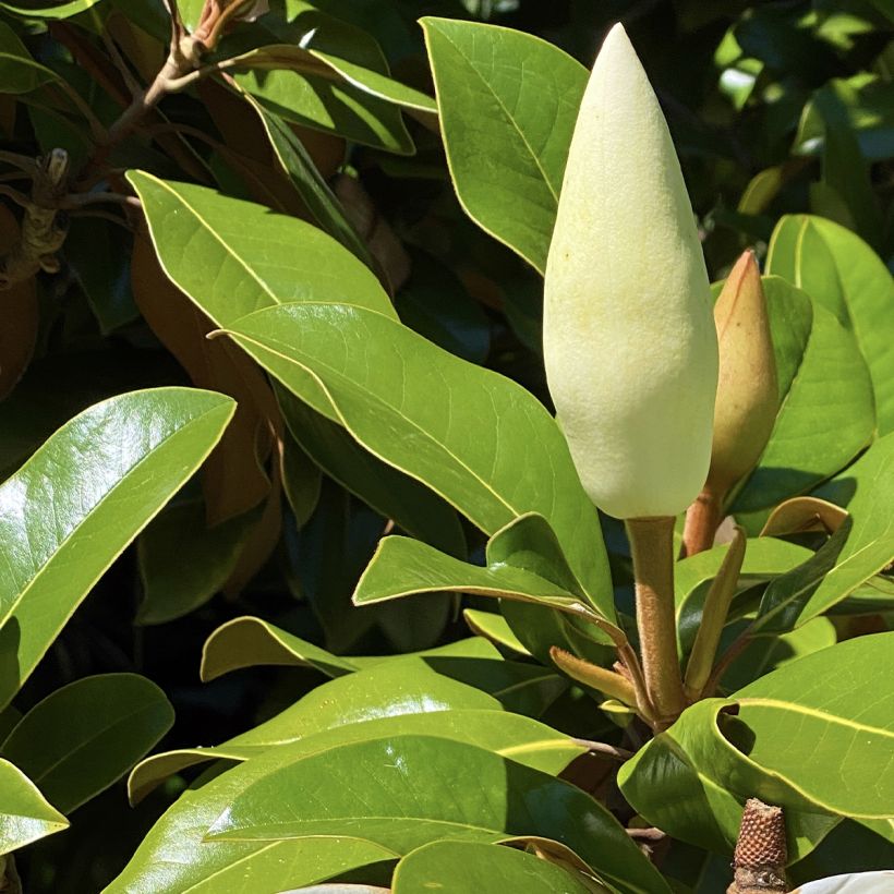 Magnolia grandiflora Goliath - Immergrüne Magnolie (Foliage)