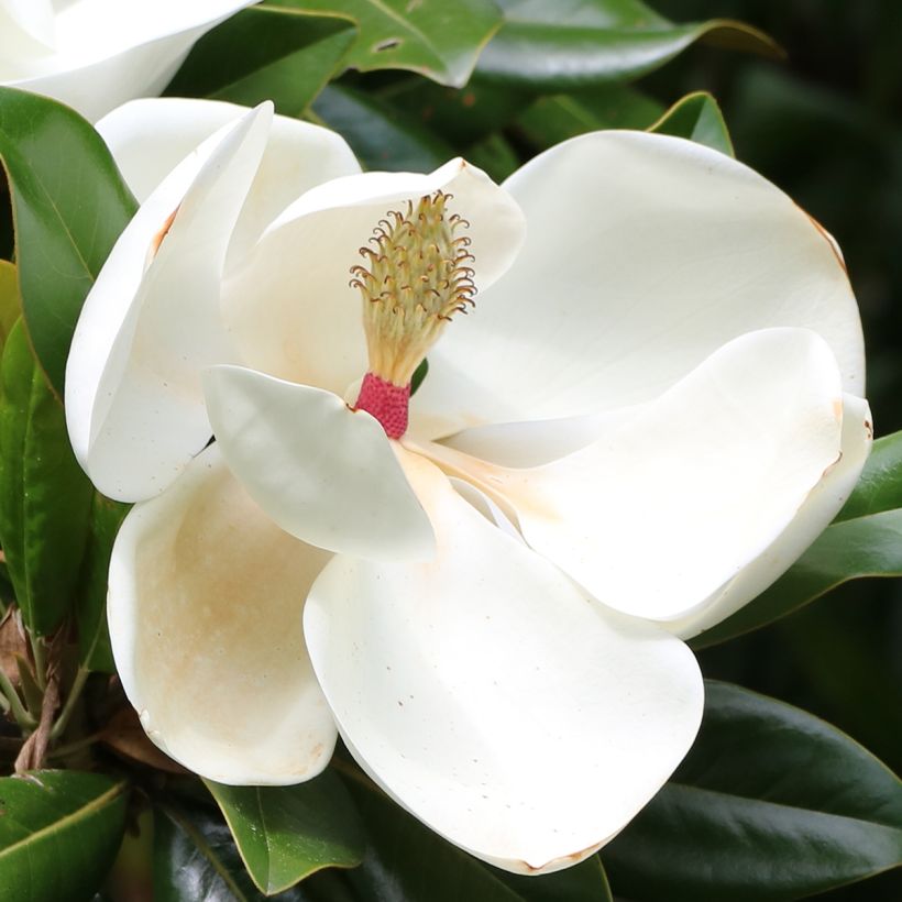 Magnolia grandiflora Goliath - Immergrüne Magnolie (Flowering)