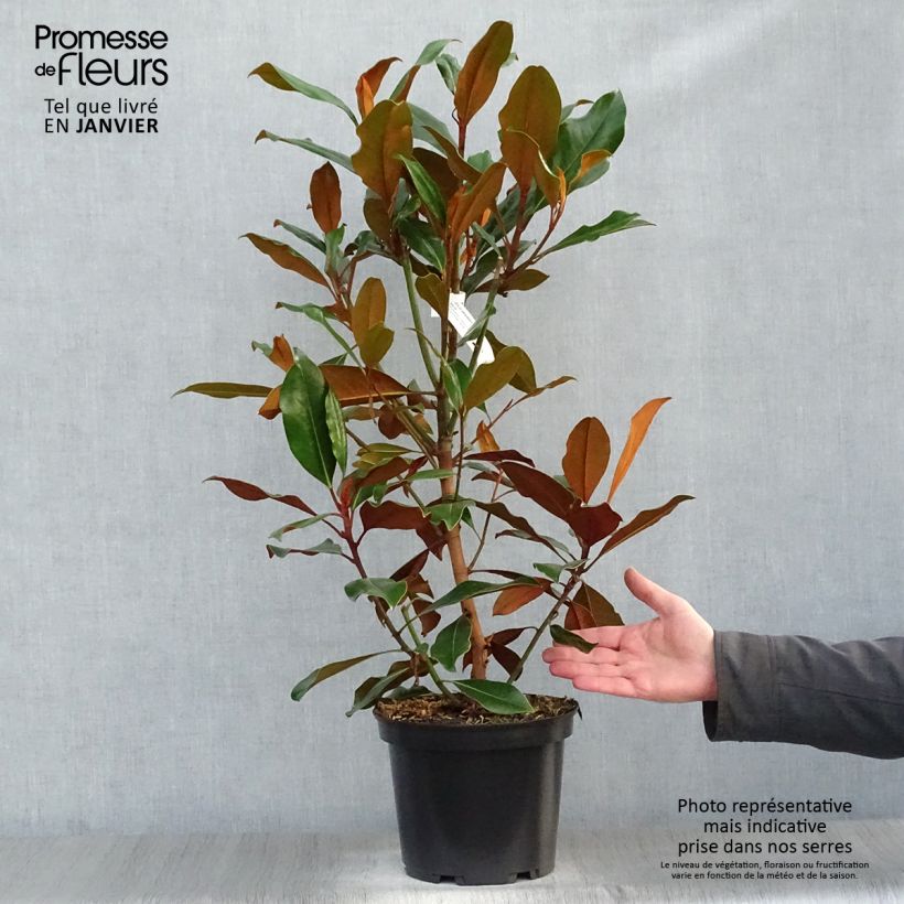 Exemplar von Magnolia grandiflora Kay Parris - Immergrüne Magnolie Topf mit 4L/5L wie im Winter geliefert