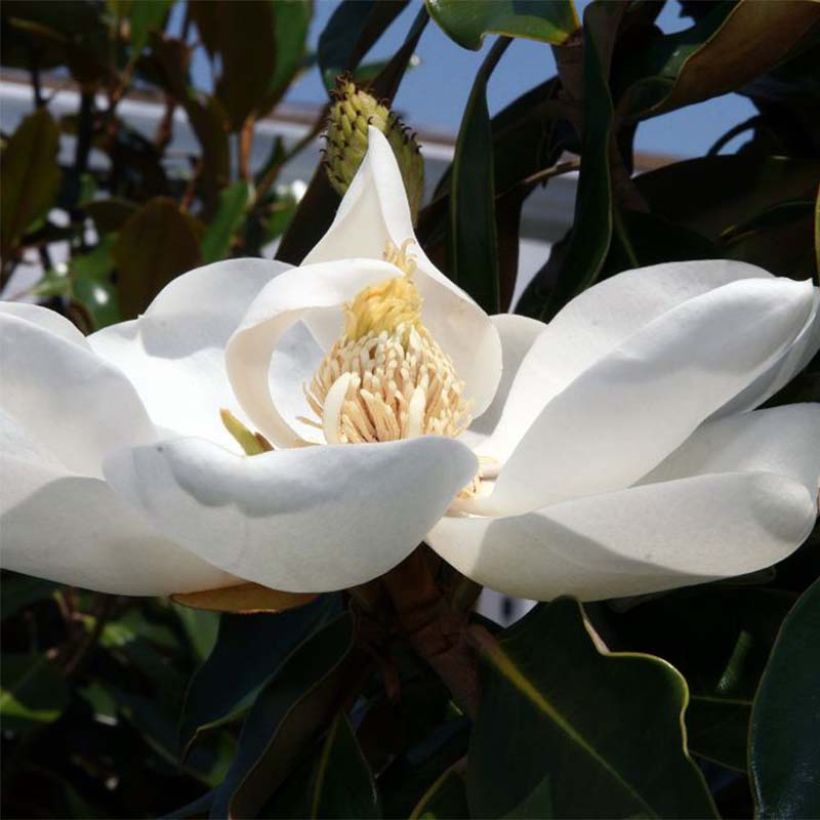 Magnolia grandiflora Little Gem - Immergrüne Magnolie (Flowering)