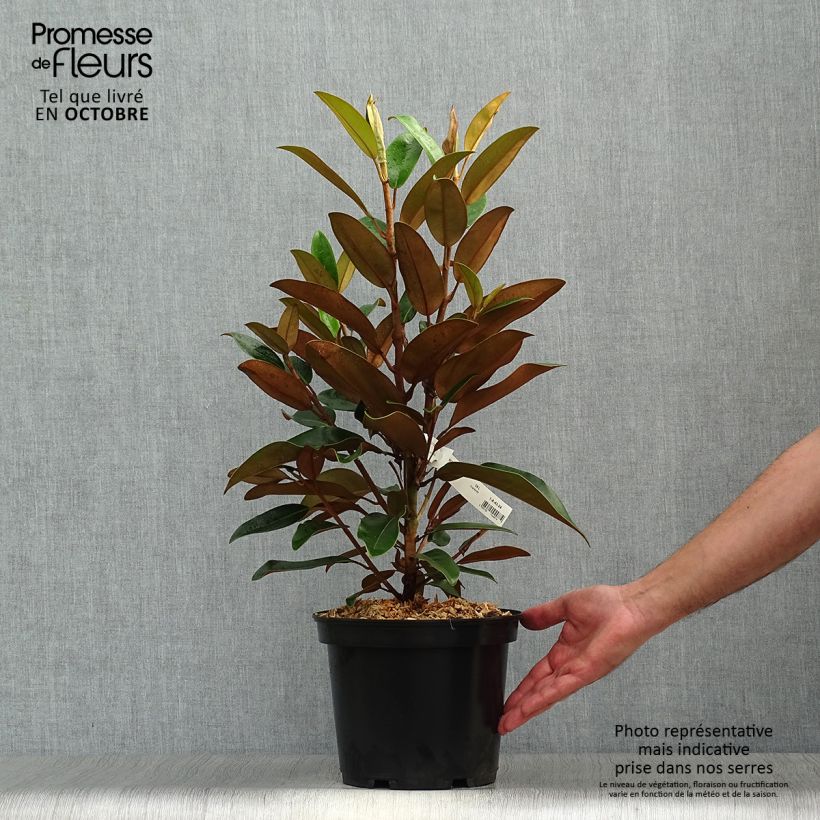 Example of Magnolia grandiflora Little Gem - Immergrüne Magnolie Topf mit 3L/4L as you get in automne