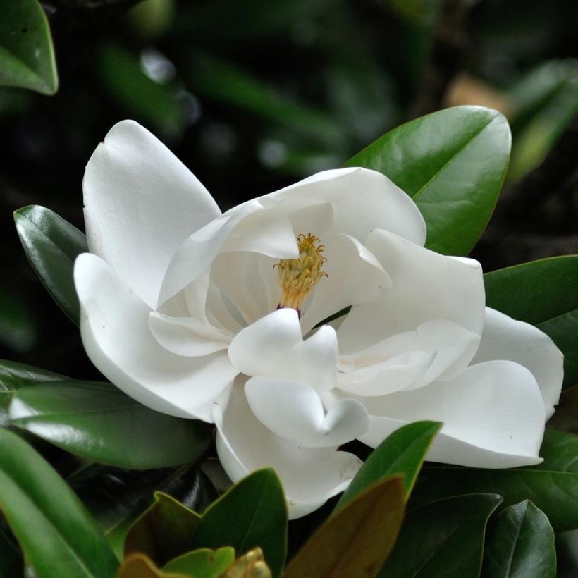 Magnolia grandiflora Purpan - Immergrüne Magnolie (Flowering)
