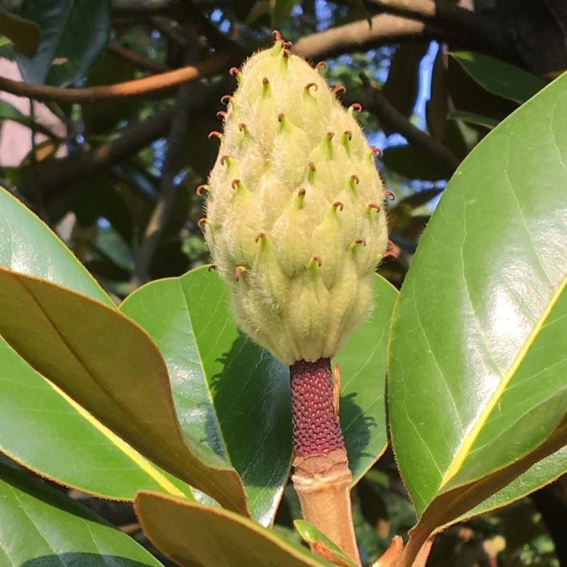 Magnolia grandiflora Purpan - Immergrüne Magnolie (Harvest)