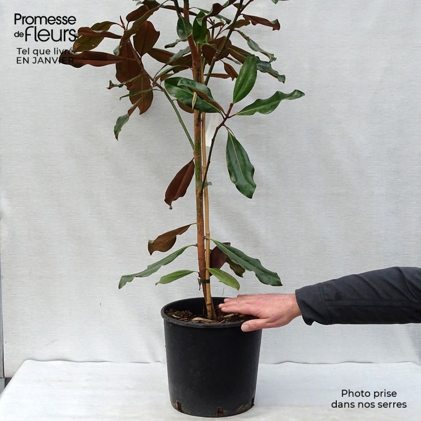 Example of Magnolia grandiflora Purpan - Immergrüne Magnolie Topf mit 7,5L/10L as you get in hiver