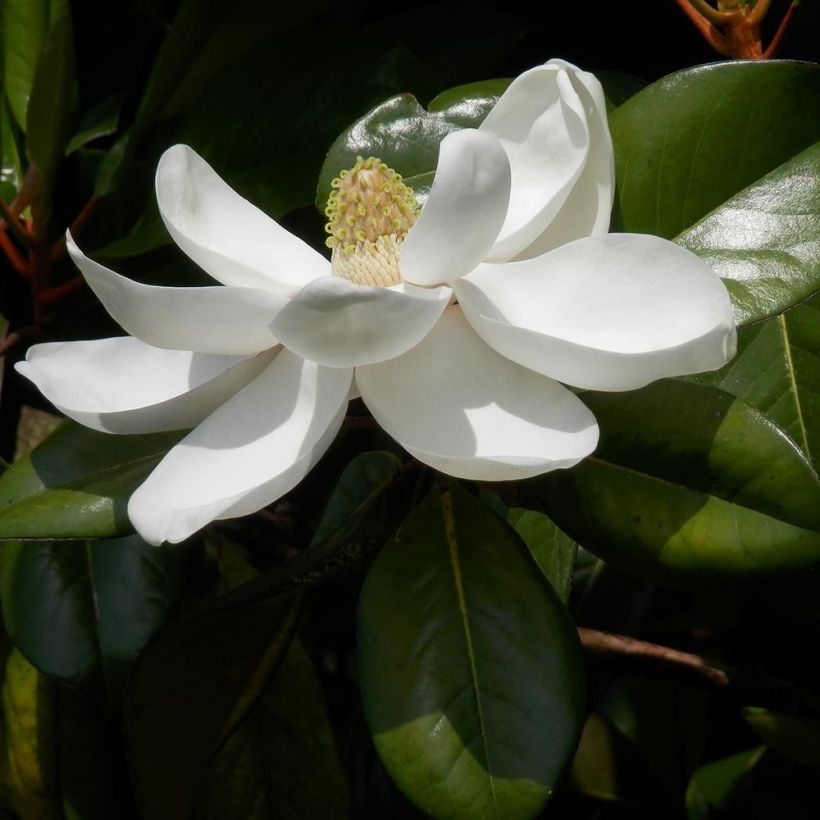 Magnolia grandiflora Treyve - Immergrüne Magnolie (Foliage)