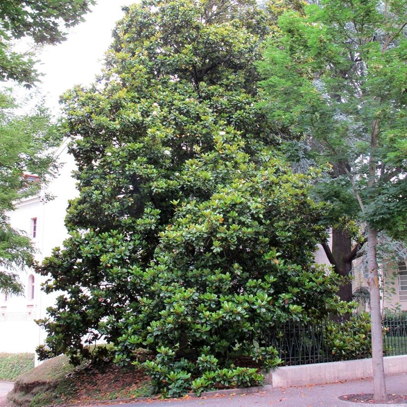 Magnolia grandiflora Treyve - Immergrüne Magnolie (Plant habit)