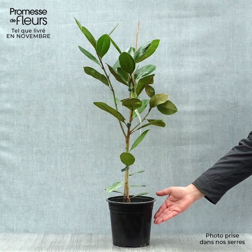 Example of Magnolia grandiflora Treyve - Immergrüne Magnolie Topf mit 4L/5L as you get in automne