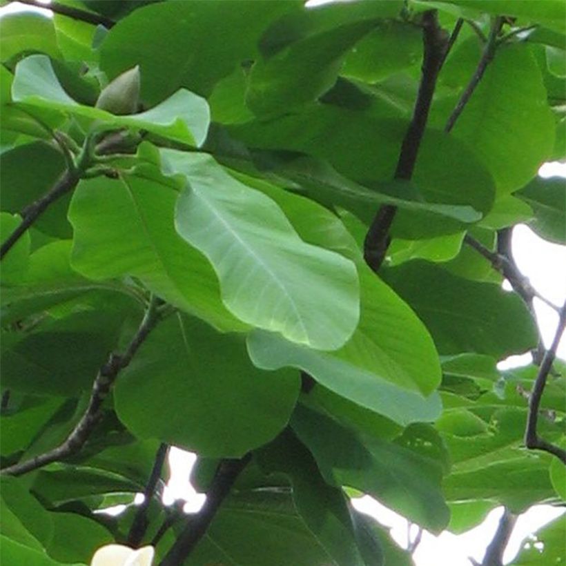 Magnolia hypoleuca - Japanische Großblatt-Magnolie (Foliage)