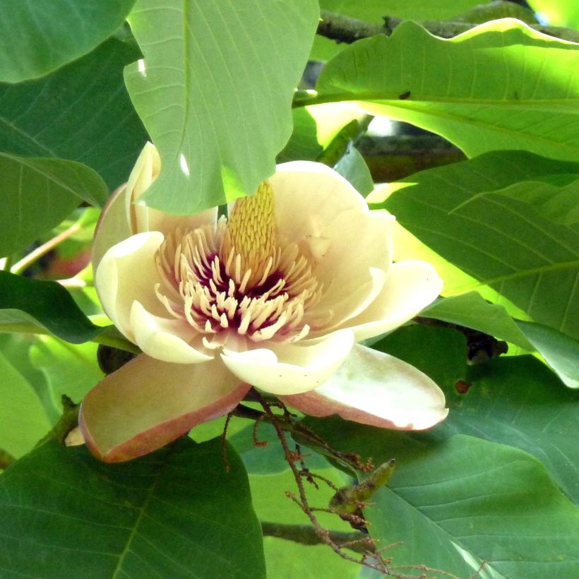 Magnolia hypoleuca - Japanische Großblatt-Magnolie (Flowering)