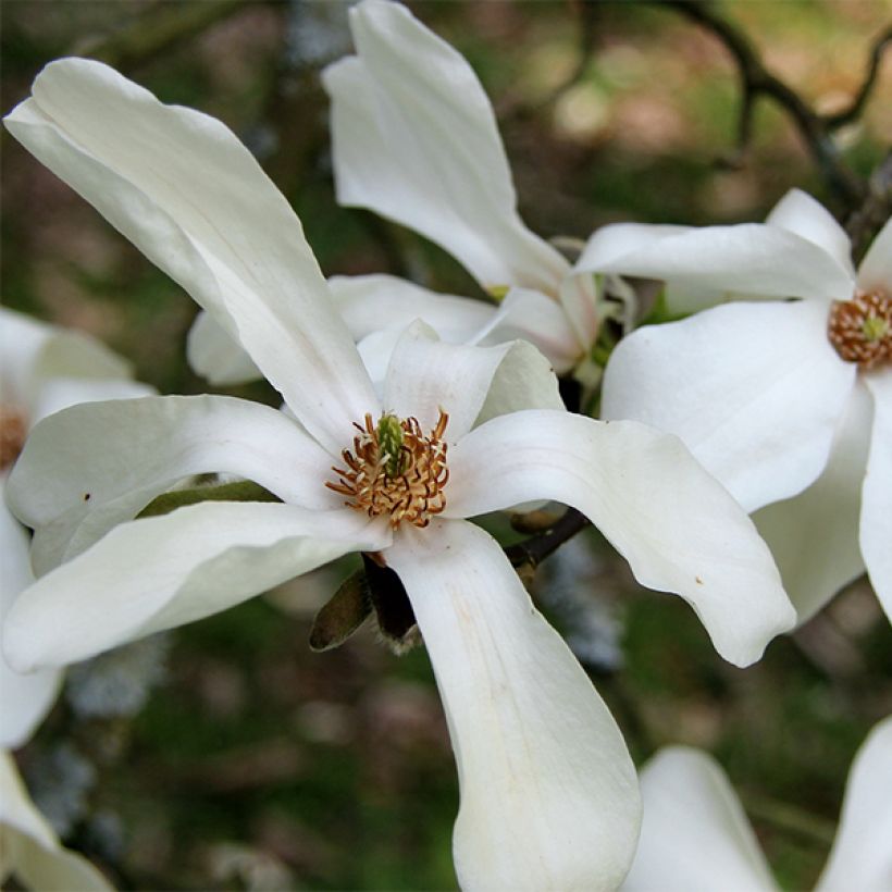 Magnolia kobus - Kobushi-Magnolie (Flowering)