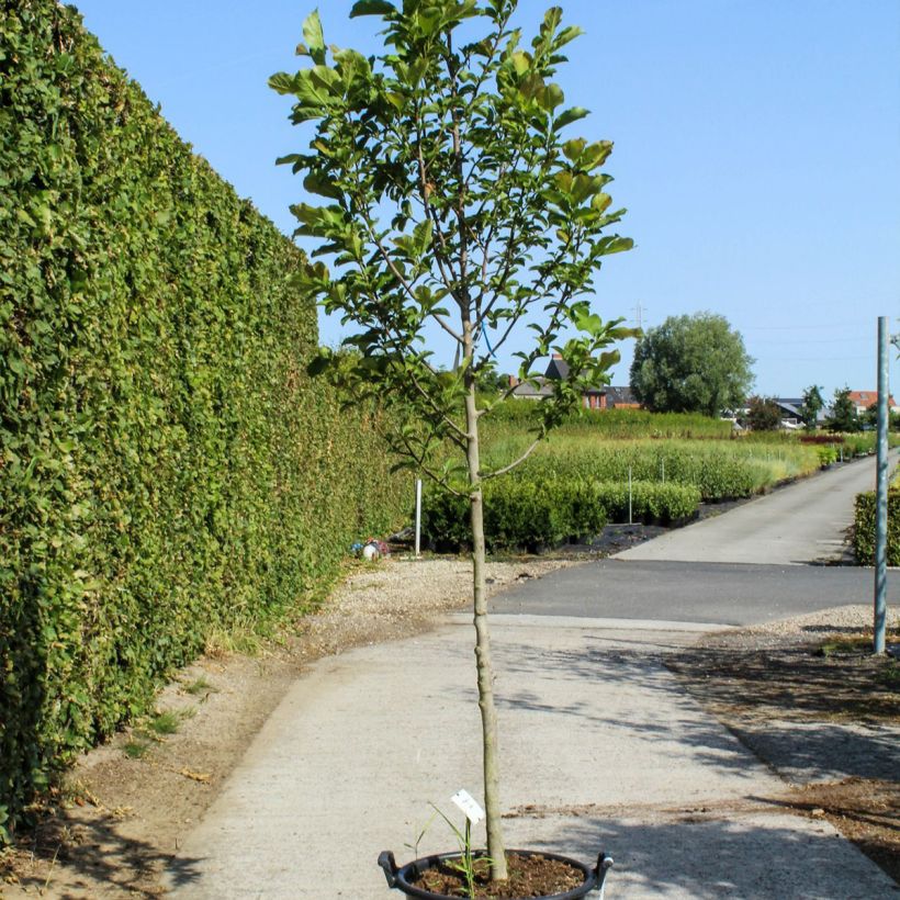 Example of Magnolia kobus - Kobushi-Magnolie Topf mit 50L/55L as you get in printemps