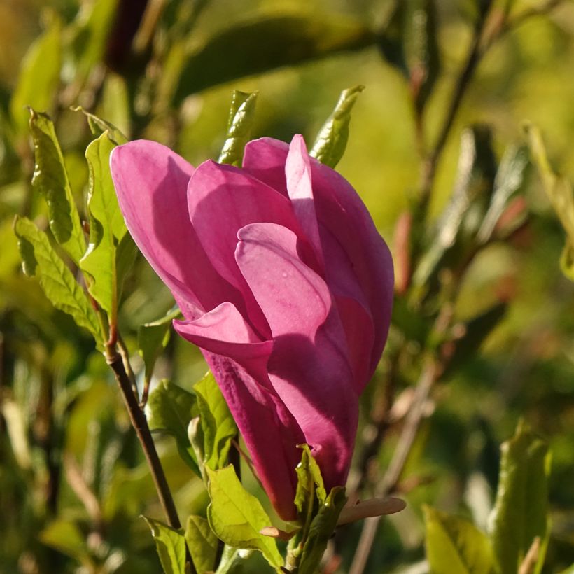 Magnolia liliflora Nigra - Purpur-Magnolie (Blüte)