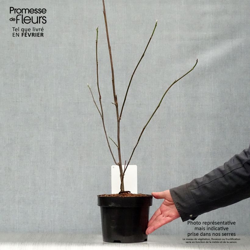 Exemplar von Magnolia liliflora Nigra - Purpur-Magnolie Topf mit 3L/4L wie im Winter geliefert