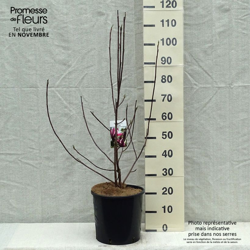 Example of Magnolia liliflora Nigra - Purpur-Magnolie Topf mit 7,5L/10L as you get in automne
