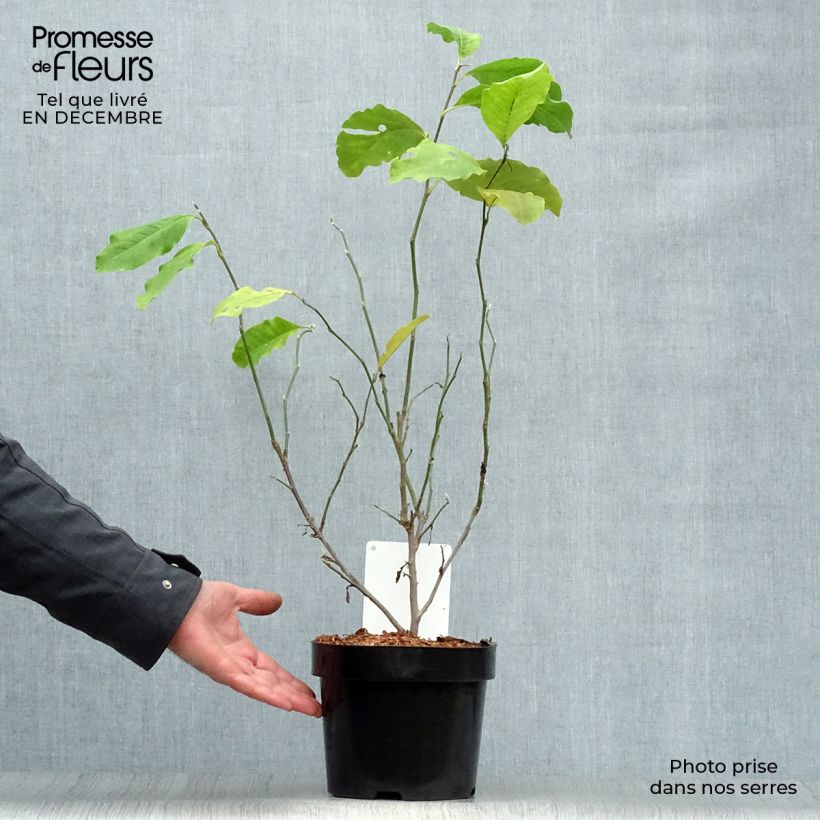 Exemplar von Magnolia loebneri Leonard Messel - Loebner-Magnolie Topf mit 3L/4L wie im Winter geliefert