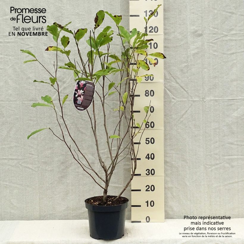 Example of Magnolia loebneri Leonard Messel - Loebner-Magnolie Topf mit 6L/7L as you get in automne