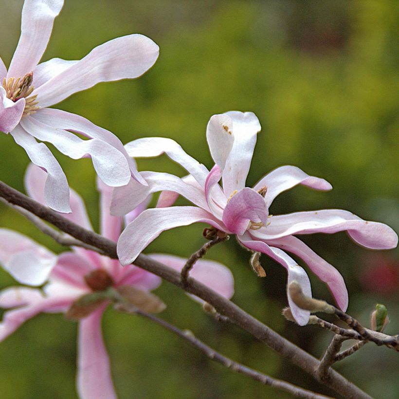 Magnolia loebneri Merrill - Loebner-Magnolie (Flowering)