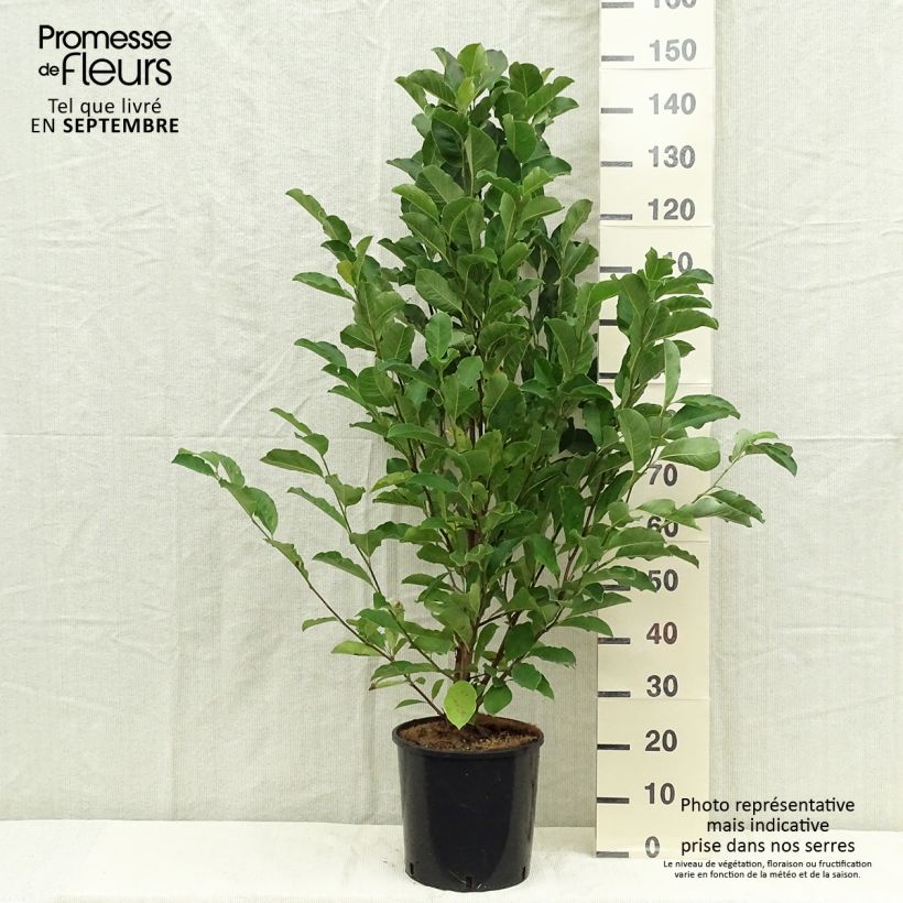 Example of Magnolia loebneri Merrill - Loebner-Magnolie Topf mit 7,5L/10L as you get in automne