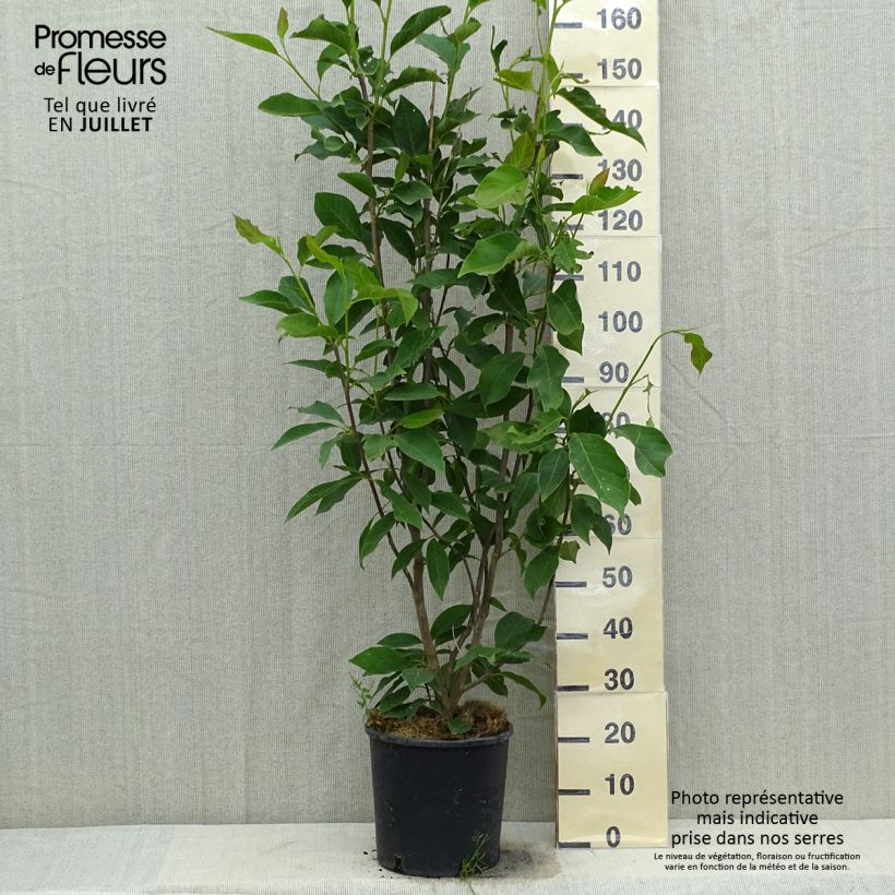Exemplar von Magnolia loebneri Merrill - Loebner-Magnolie Topf mit 7,5L/10L wie im Sommer geliefert