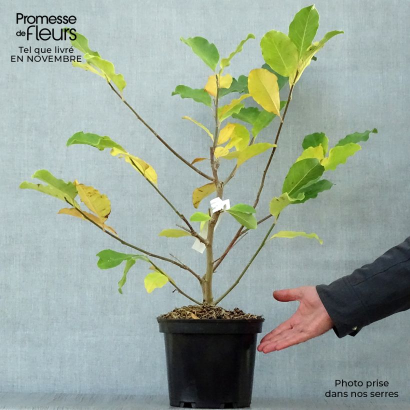 Example of Magnolia loebneri Wildcat - Loebner-Magnolie Topf mit 4L/5L as you get in automne