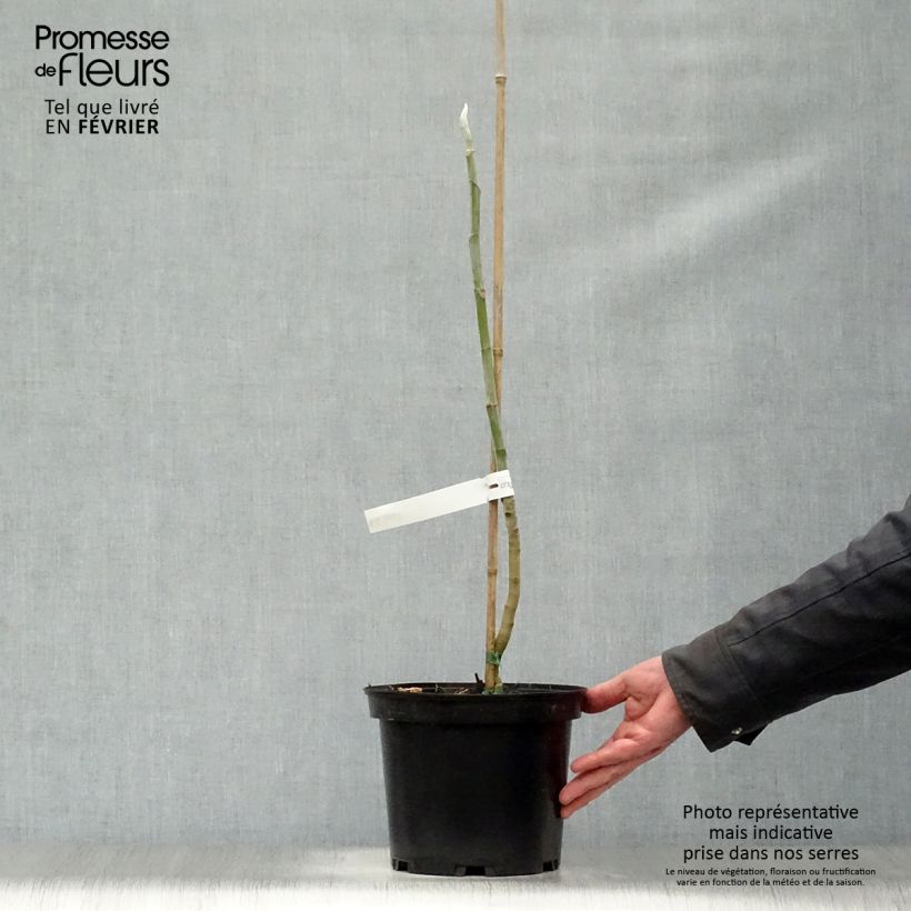 Example of Magnolia macrophylla - Großblatt-Magnolie Topf mit 4L/5L as you get in hiver