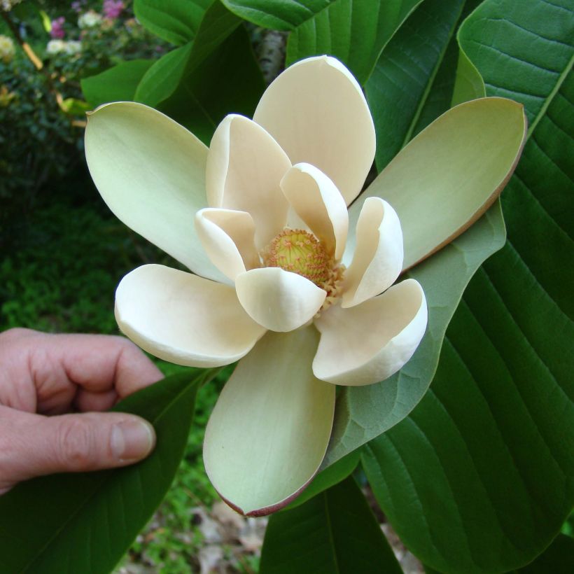 Magnolia officinalis var. biloba - Arznei-Magnolie (Flowering)