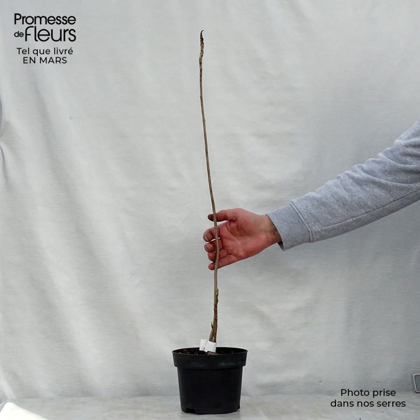 Exemplar von Magnolia officinalis var. biloba - Arznei-Magnolie Topf mit 4L/5L wie im Frühjahr geliefert