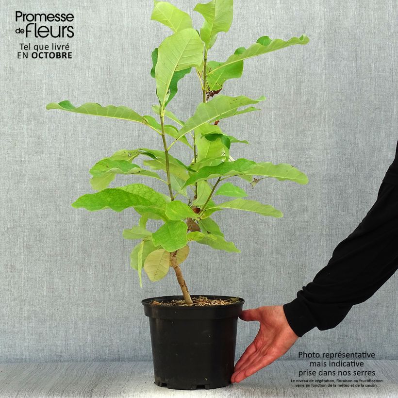 Example of Magnolia officinalis var. biloba - Arznei-Magnolie Topf mit 4L/5L as you get in automne