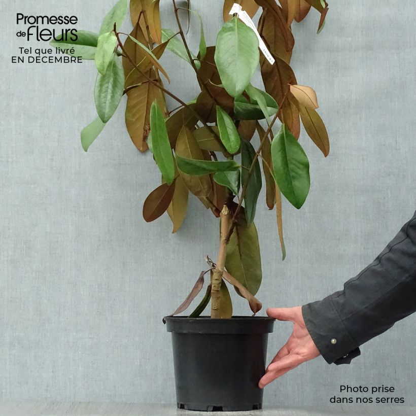 Exemplar von Magnolia grandiflora D.d. blanchard - Immergrüne Magnolie Topf mit 4L/5L wie im Winter geliefert