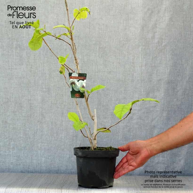 Exemplar von Magnolia sieboldii - Sommer-Magnolie Topf mit 3L/4L wie im Sommer geliefert