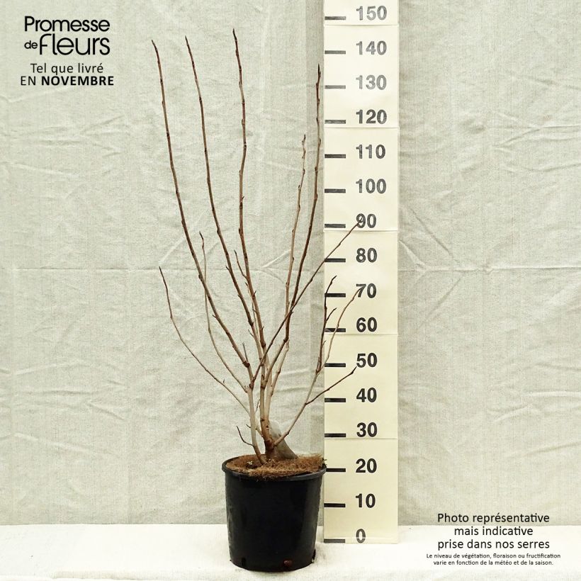 Example of Magnolia sieboldii - Sommer-Magnolie Topf mit 12L/15L as you get in automne