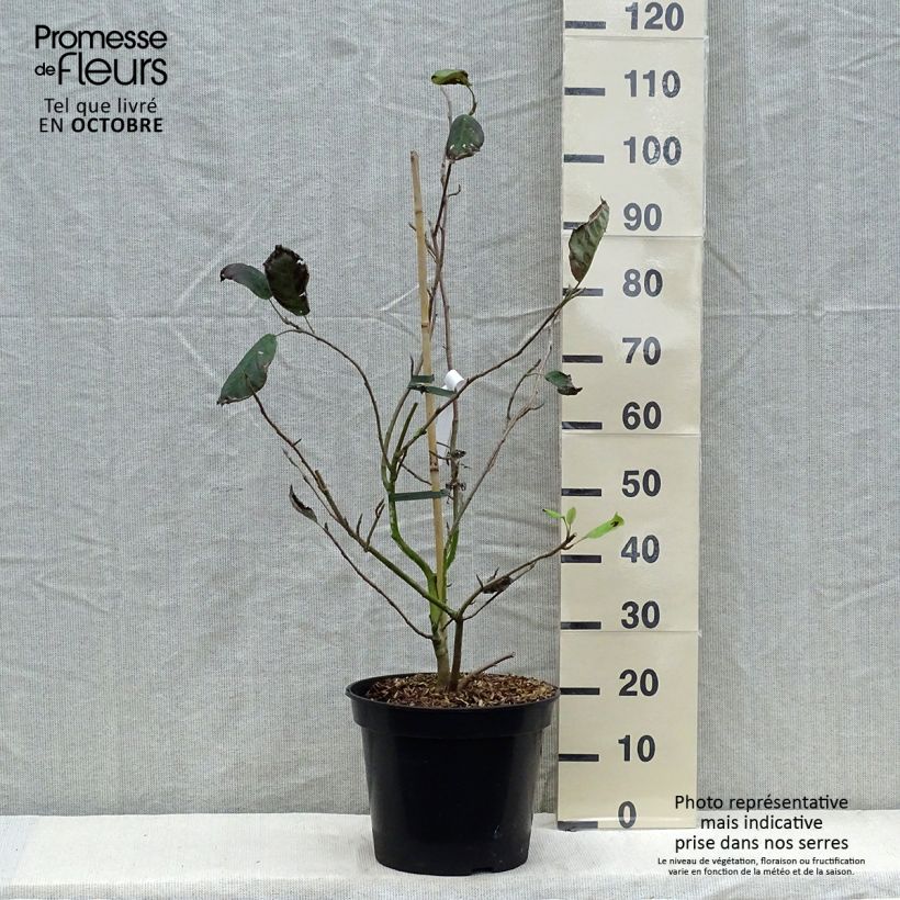 Example of Magnolia sieboldii Colossus - Sommer-Magnolie Topf mit 12L/15L as you get in automne