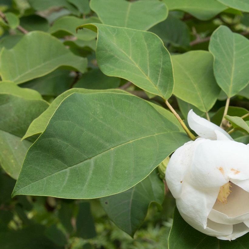 Magnolia sieboldii Colossus - Sommer-Magnolie (Foliage)