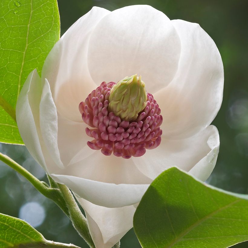Magnolia sieboldii Colossus - Sommer-Magnolie (Flowering)