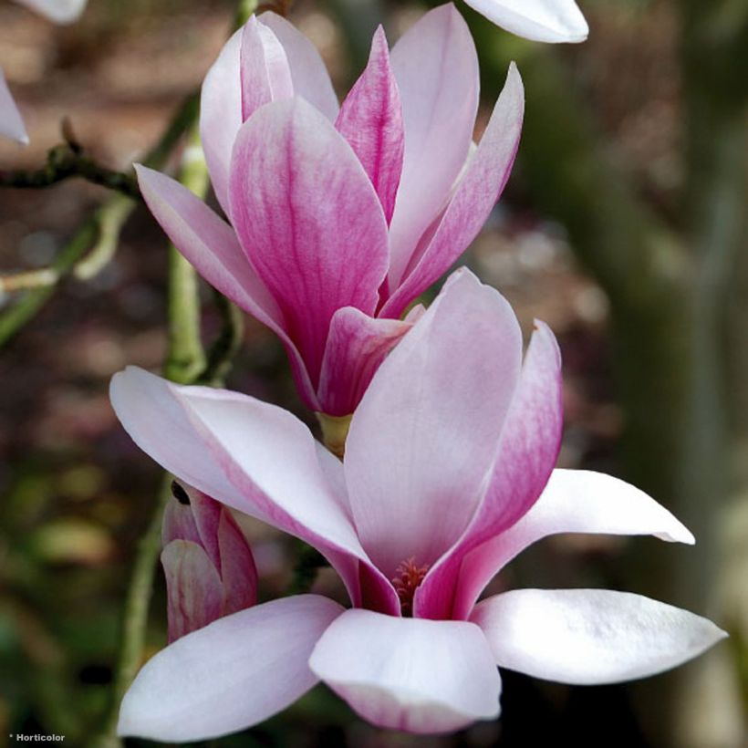 Magnolia soulangeana - Tulpen-Magnolie (Flowering)