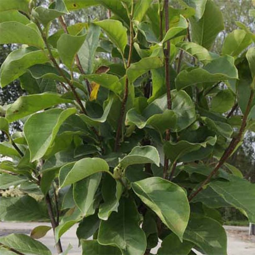Magnolia soulangeana Alba Superba - Tulpen-Magnolie (Foliage)