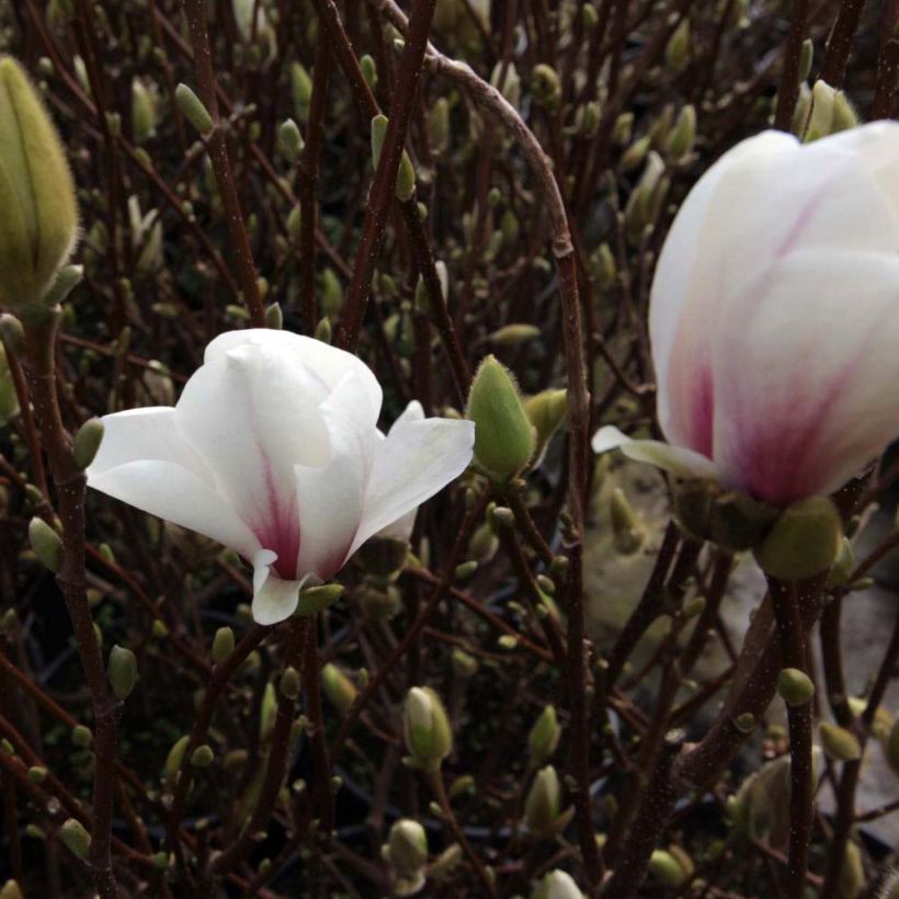Magnolia soulangeana Alba Superba - Tulpen-Magnolie (Flowering)